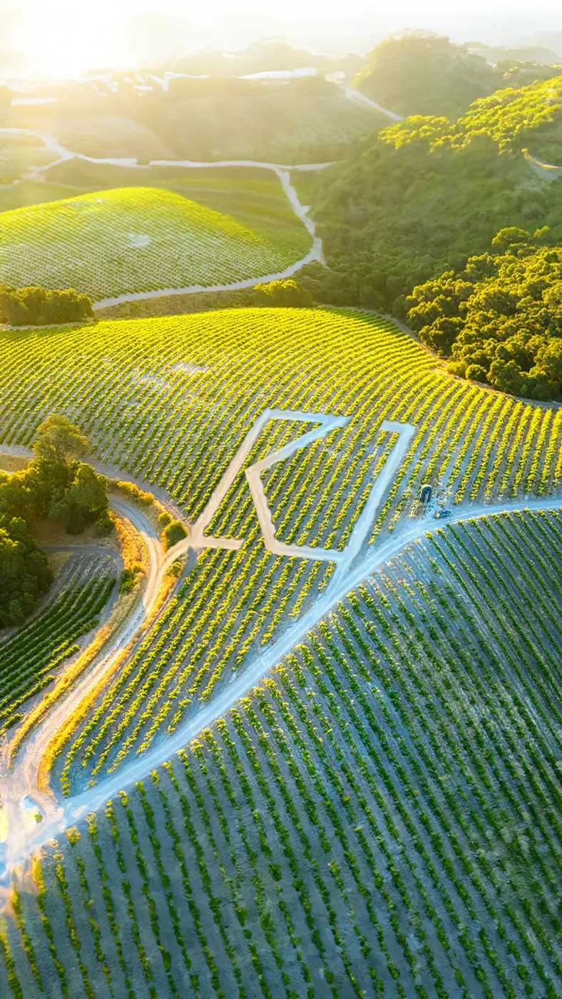 Logo Katharizo dessiné dans un vignoble, vue aérienne