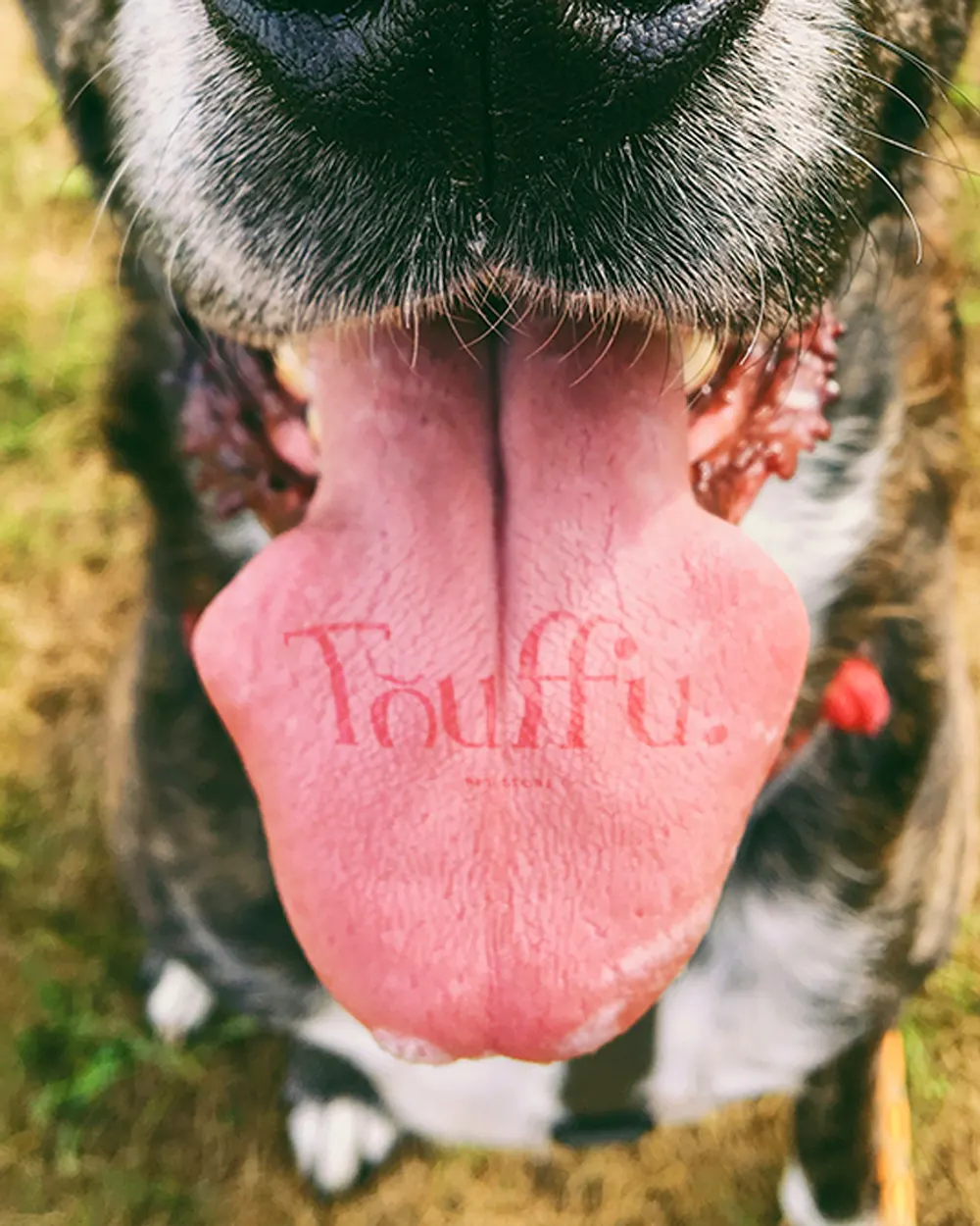 Langue de chien marquée du logo Touffu Pet Store