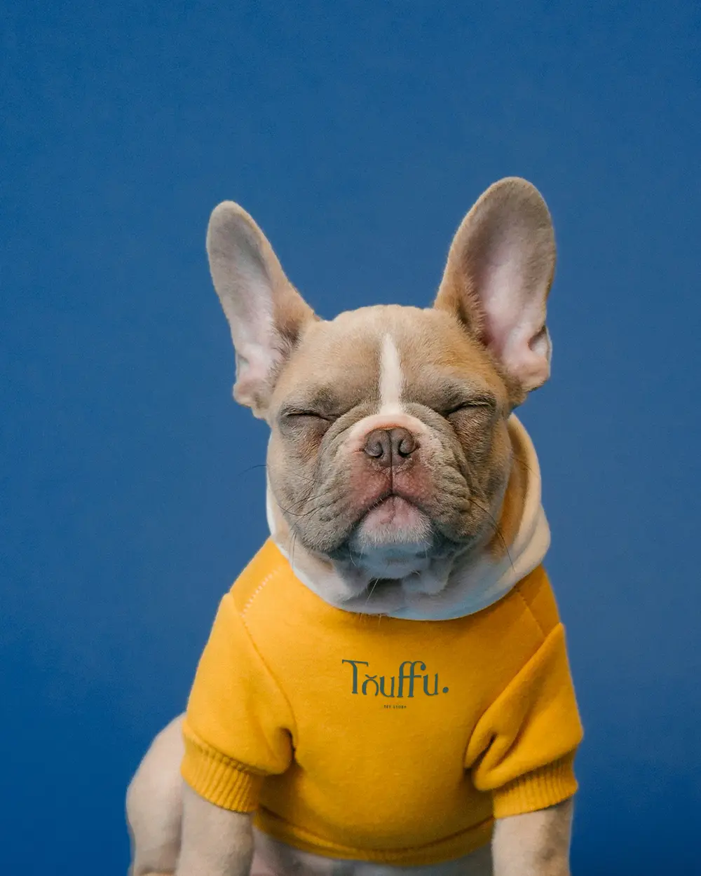 Bouledogue en t-shirt jaune Touffu sur fond bleu