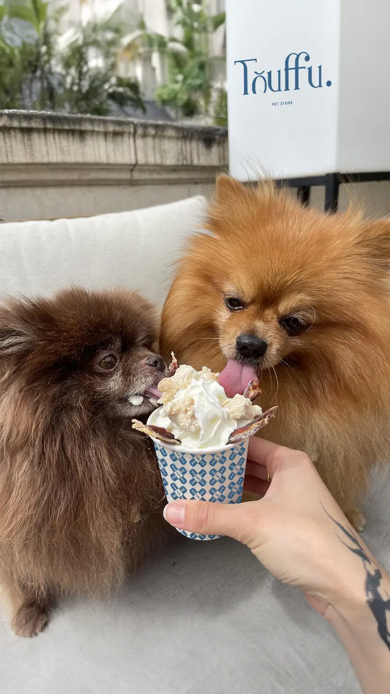 Deux chiens devant une glace servie dans un pot Touffu